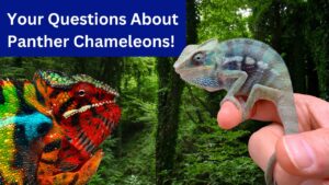 Panther chameleons