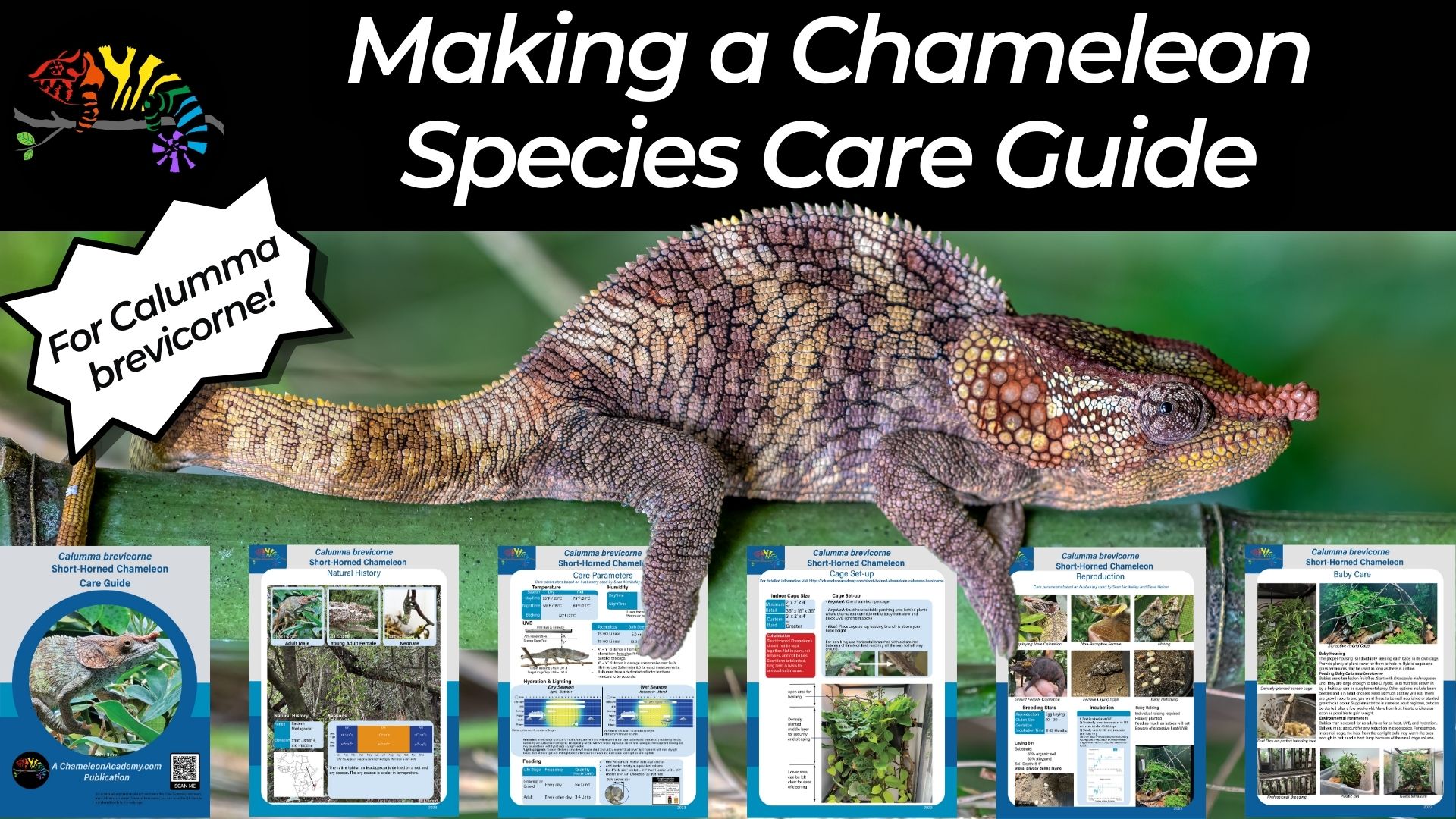 Making a New Chameleon Species Care Guide photo pic