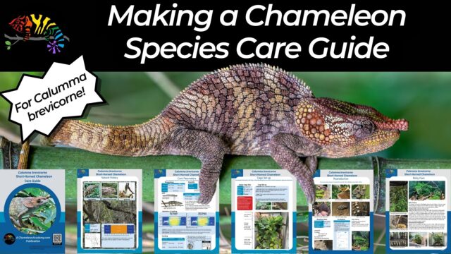 Chameleon species care guide episode banner