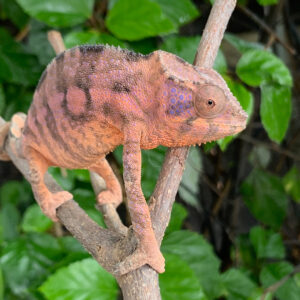 Female Ambanja Panther Chameleon