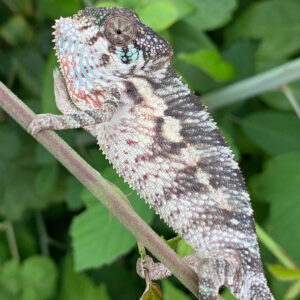 Juvenile Ambilobe Panther Chameleon