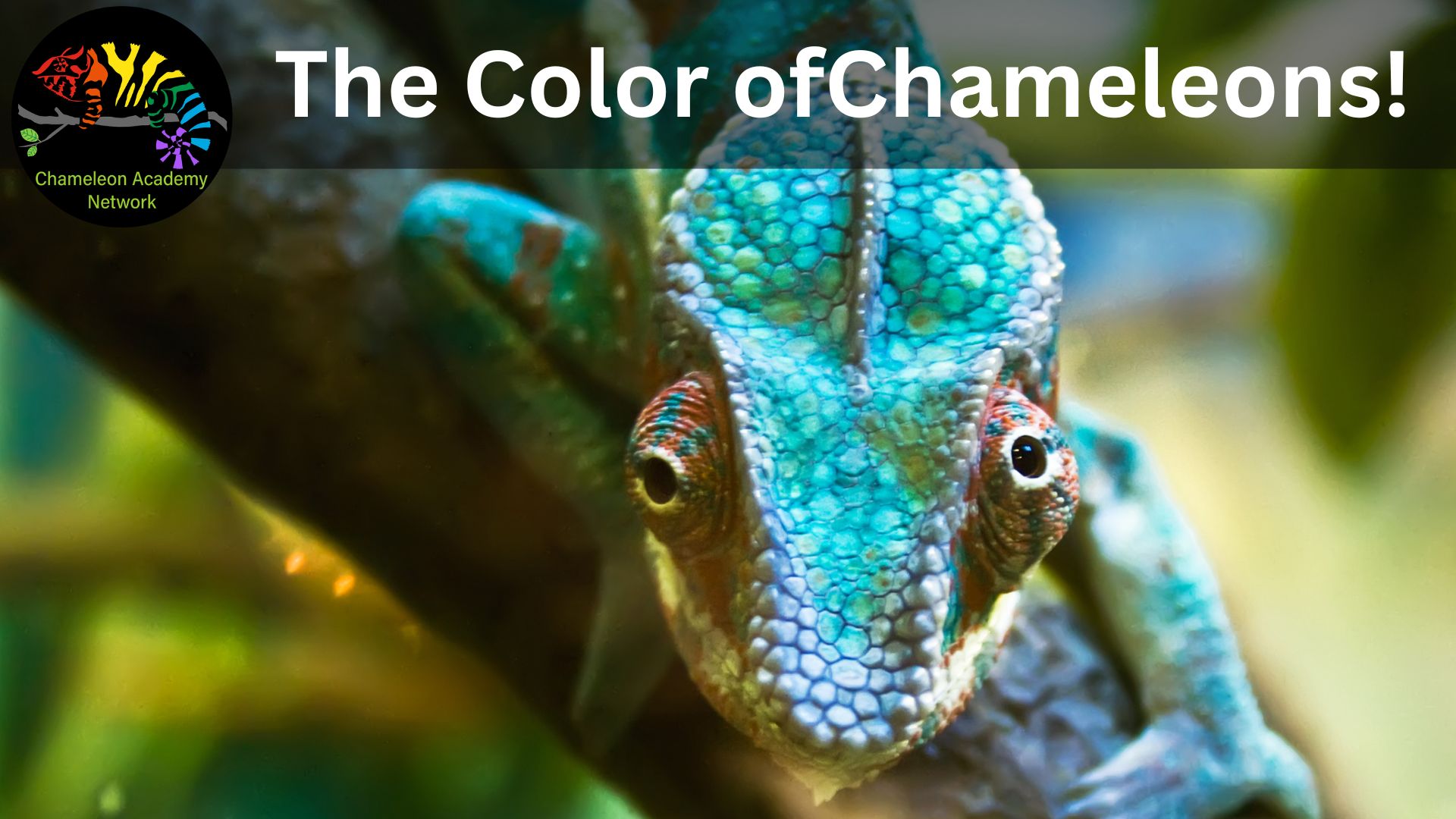 Chameleons and their Colors - Chameleon Academy