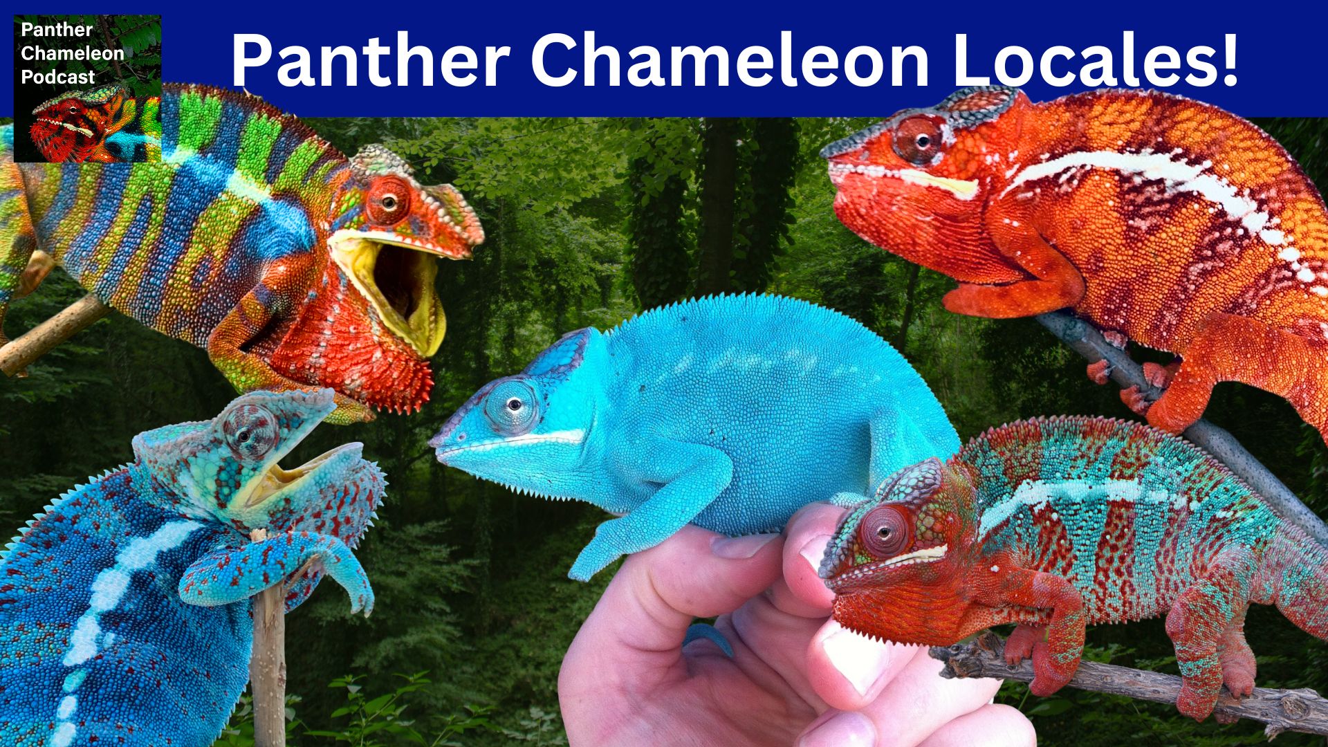 Panther Chameleon Locales – How to Choose - Chameleon Academy
