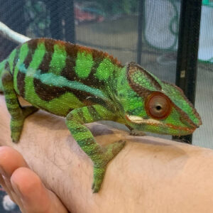 Sambava Panther Chameleon at rest colors