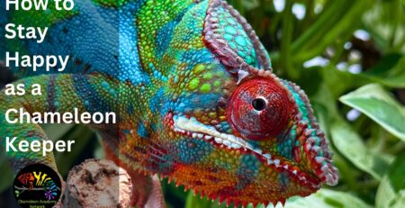 Ambilobe Panther Chameleon Babies For Sale– Roberson Reptiles