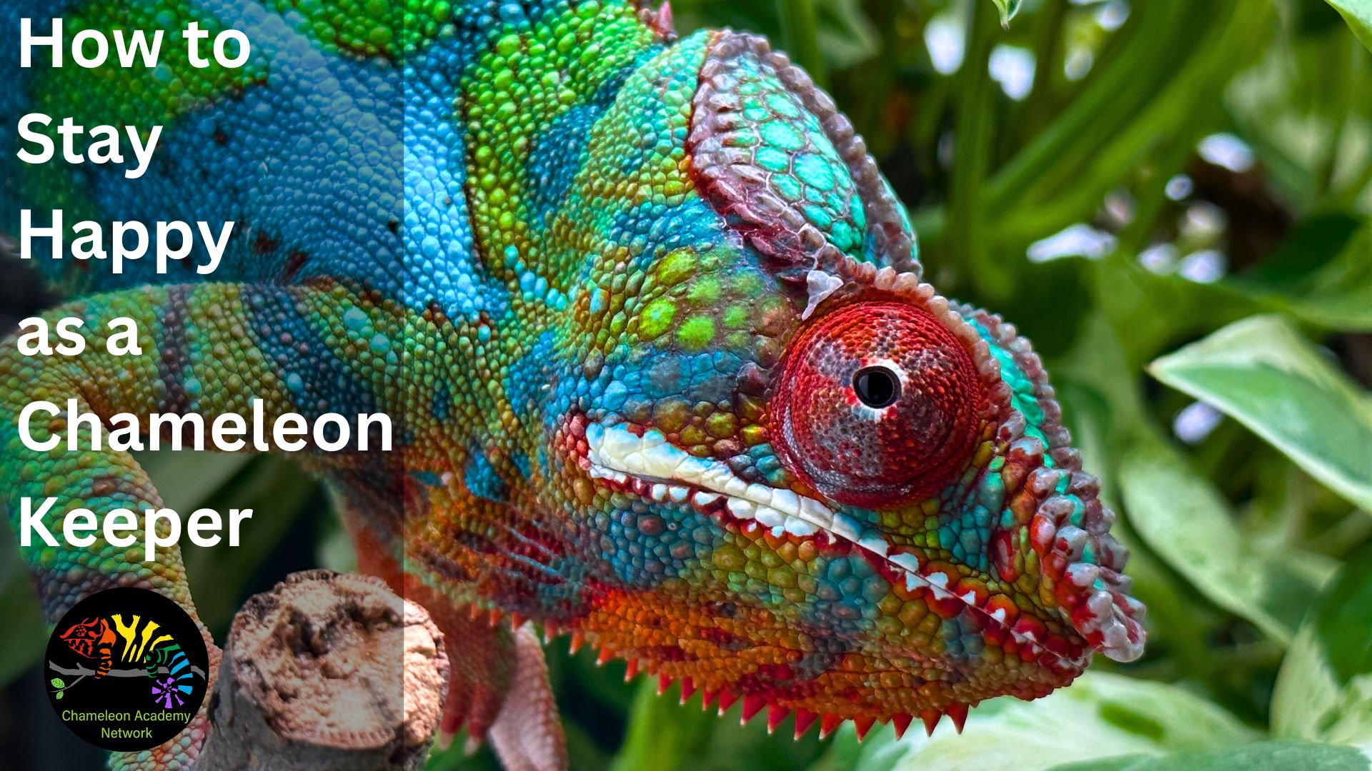 Carpet Chameleon Information And Care - Reptiles Magazine