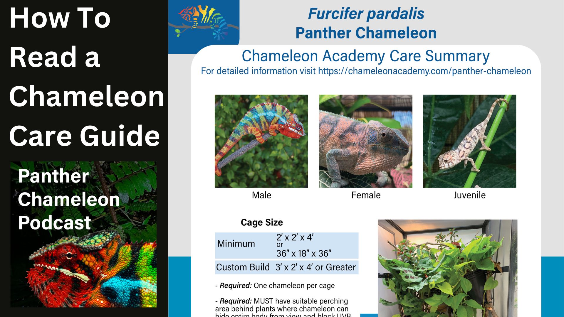 Panther Chameleon Care sheet