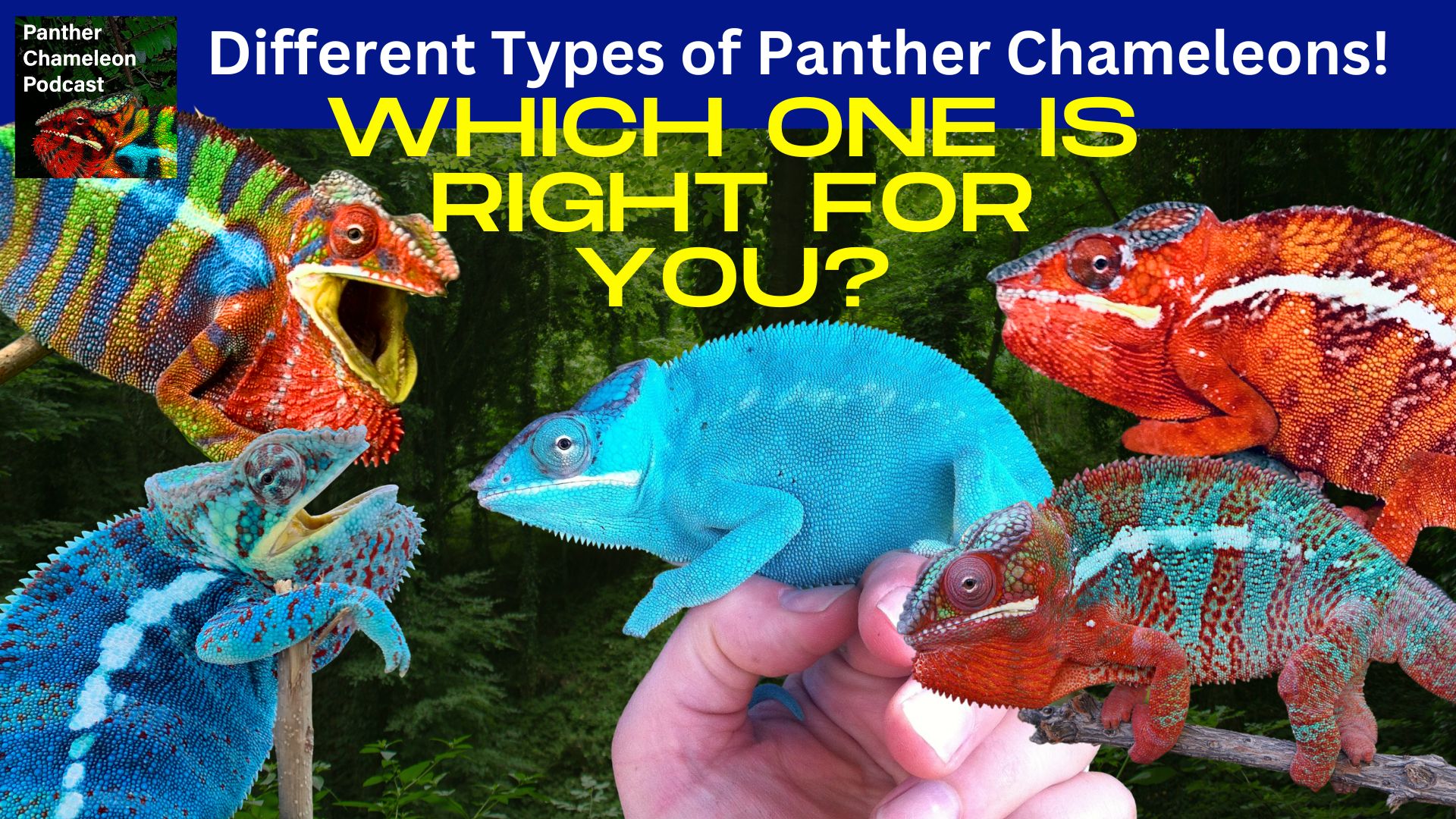 Panther Chameleon Color diversity