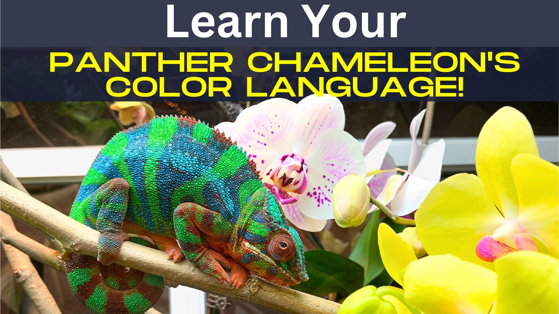 bright panther chameleon