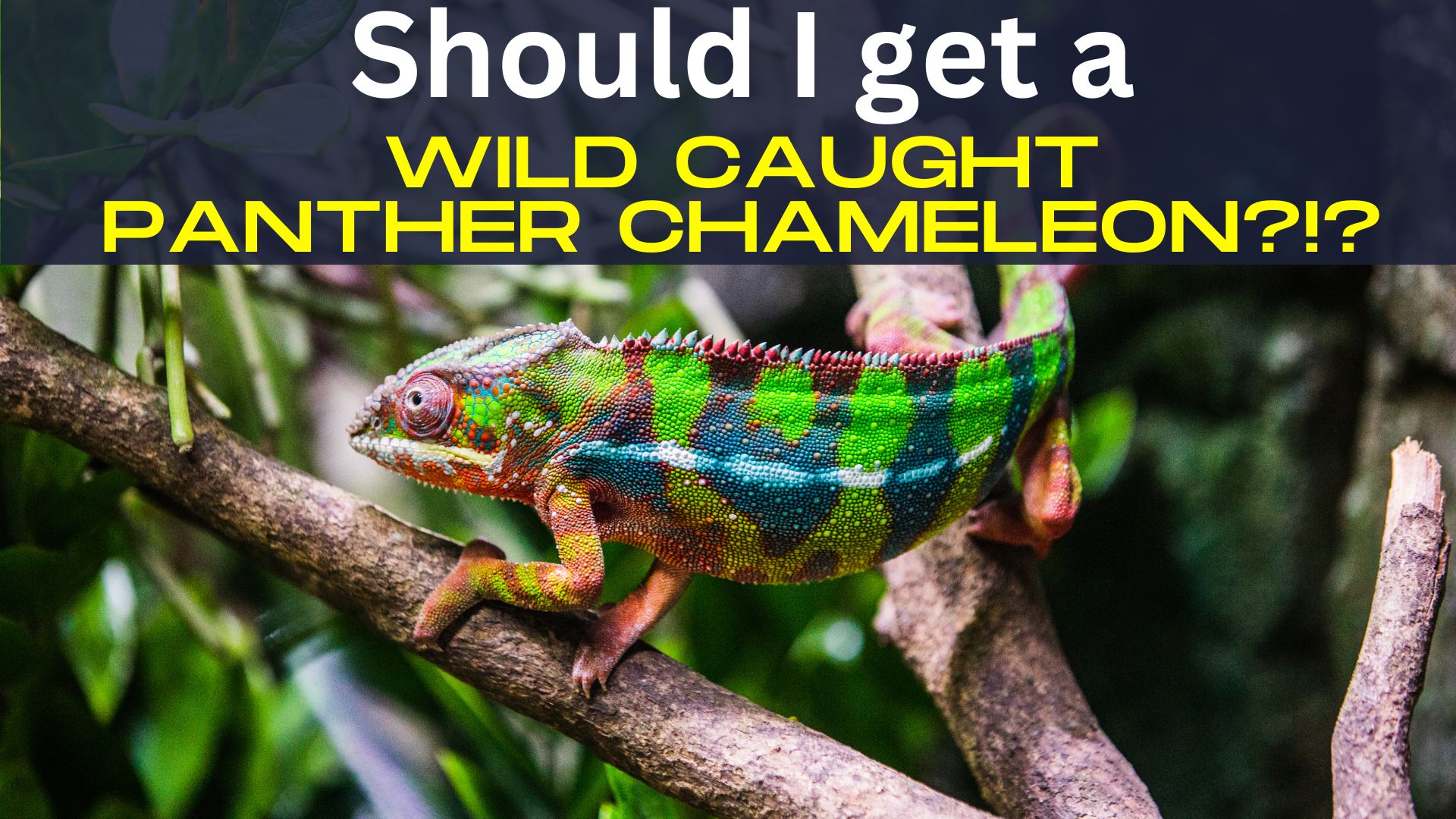 wild ambilobe panther chameleon
