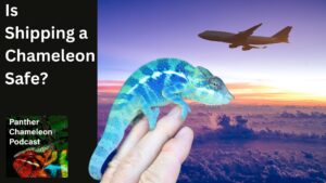 chameleon and airplane