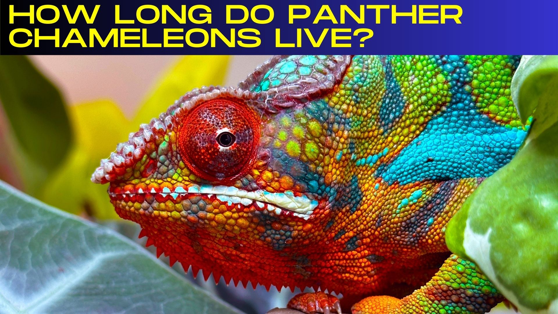 Ambilobe Panther Chameleon
