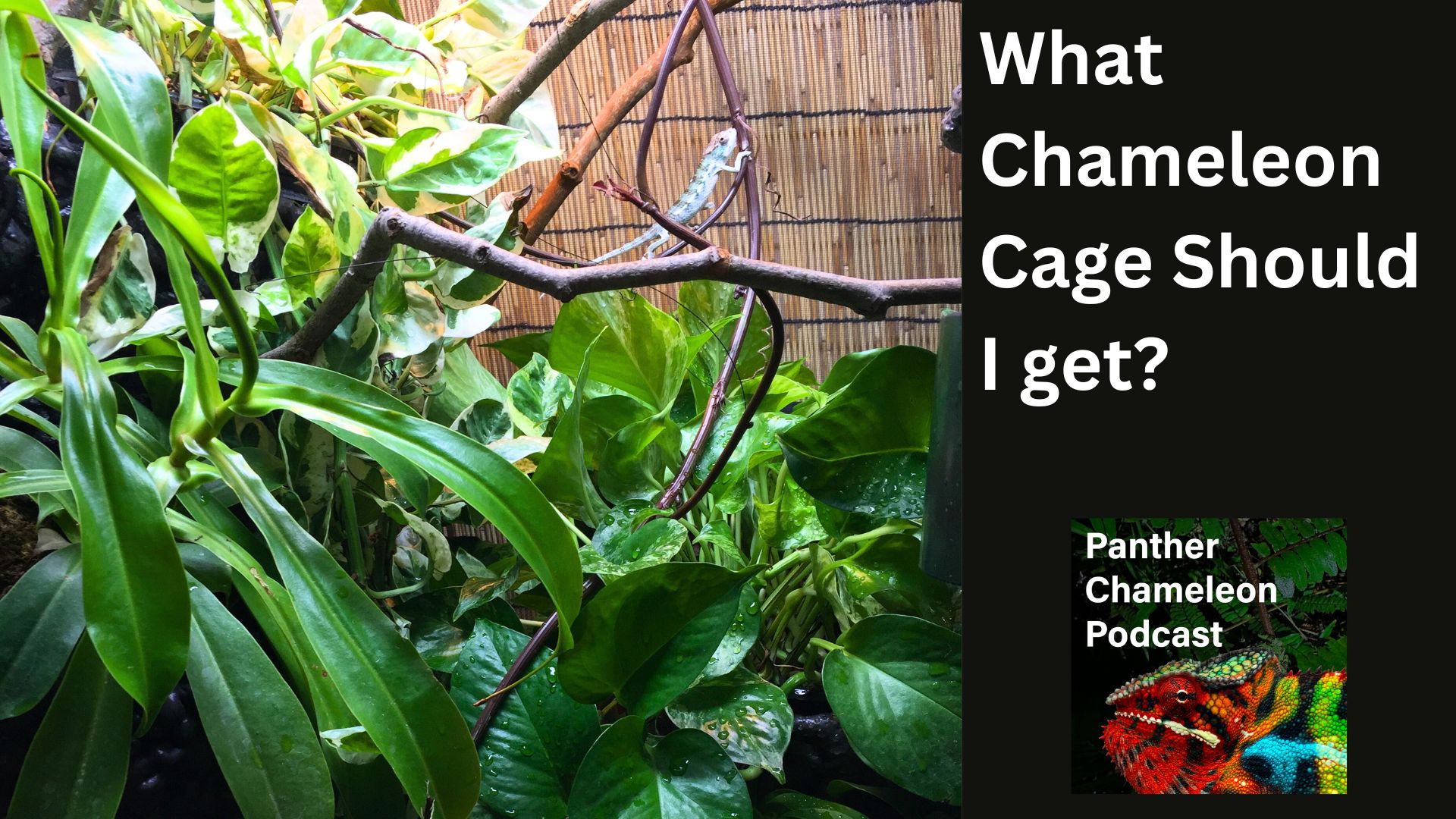panther chameleon in a cage