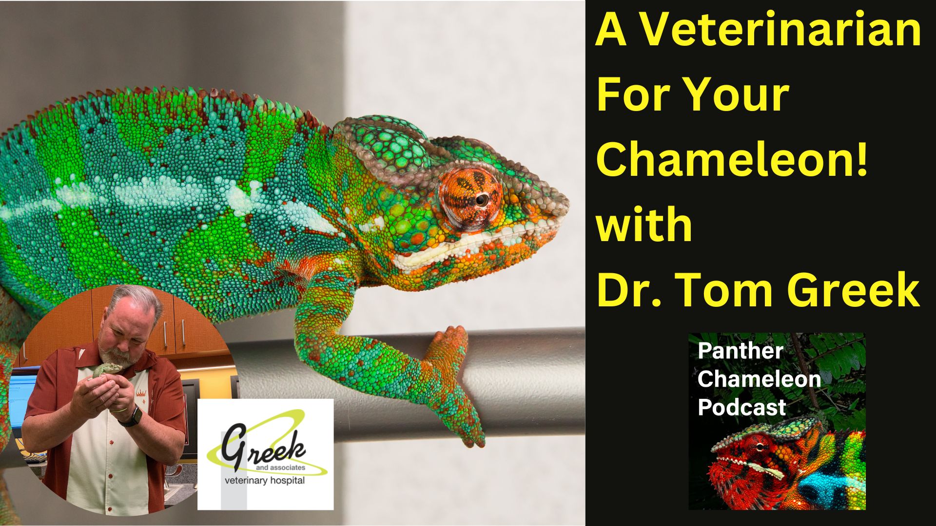 Panther Chameleon with Veterinarian