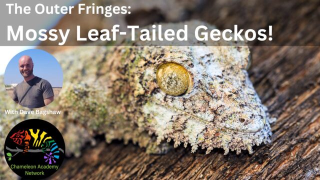 Mossy Leaf-tailed Gecko