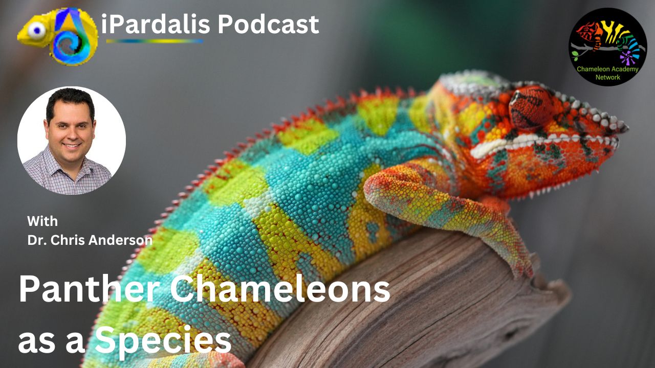 Panther Chameleon and Dr. Chris Anderson