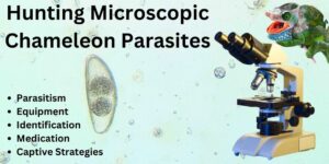 course on chameleon parasites