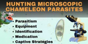 Chameleon Parasites