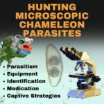 chameleon and pinworm parasite