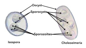 chameleon coccidia parasites