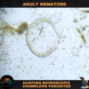 live parasitic nematode from a chameleon