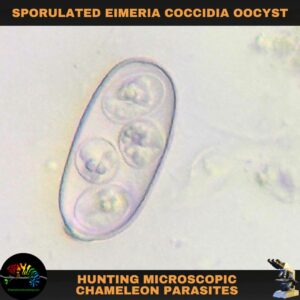 Sporulated Eimeria species coccidia parasite from a chameleon