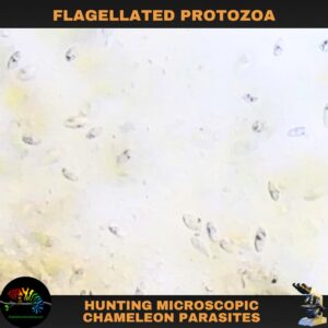 Flagellated protozoa parasite infecting a chameleon