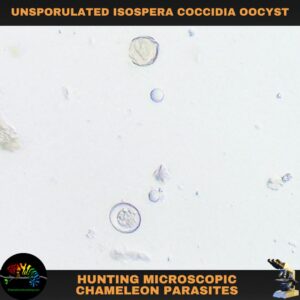 unsporulated isospera coccidia parasite from a chameleon