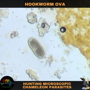 hookworm ova parasite from a chameleon