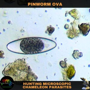 A high magnification of a parasitic pinworm ova taken from a chameleon