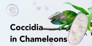 Shamrock chameleon with images of Isospera and Choleoeimeria coccidia parasite oocysts