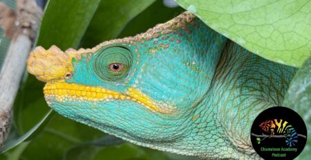 Yellow-lipped Parson's Chameleon