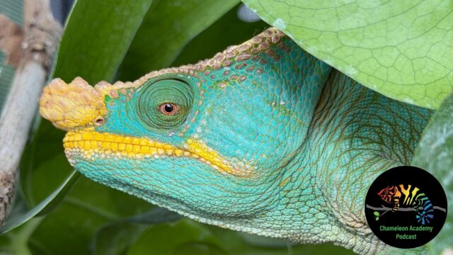 Yellow-lipped Parson's Chameleon