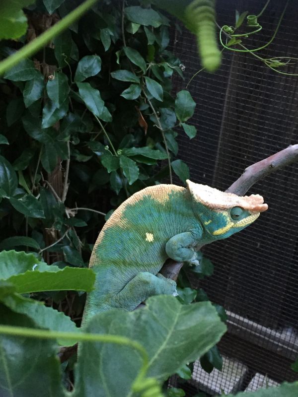 Parsons chameleon in outdoor cage