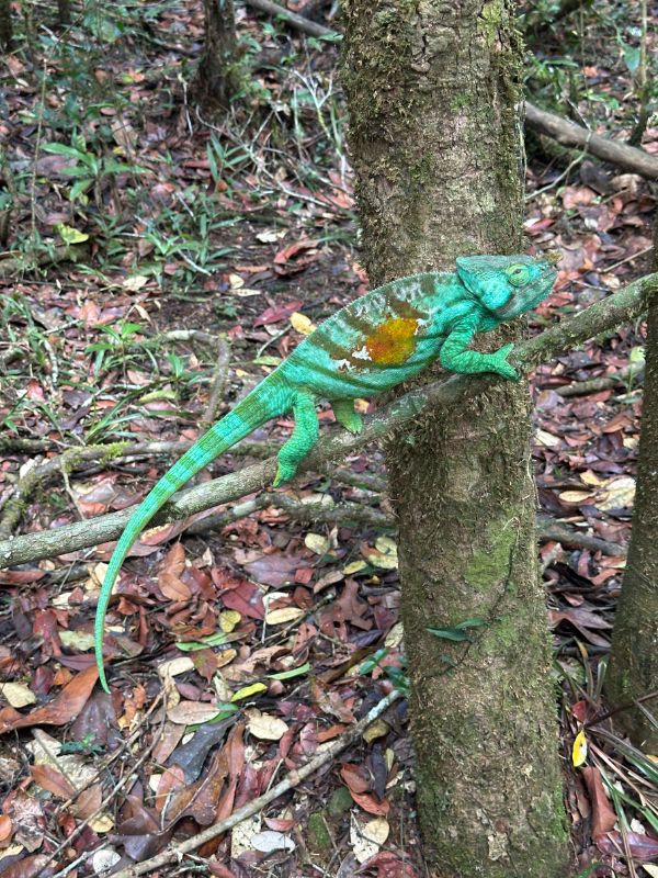 Parsons chameleon subspecies cristifer