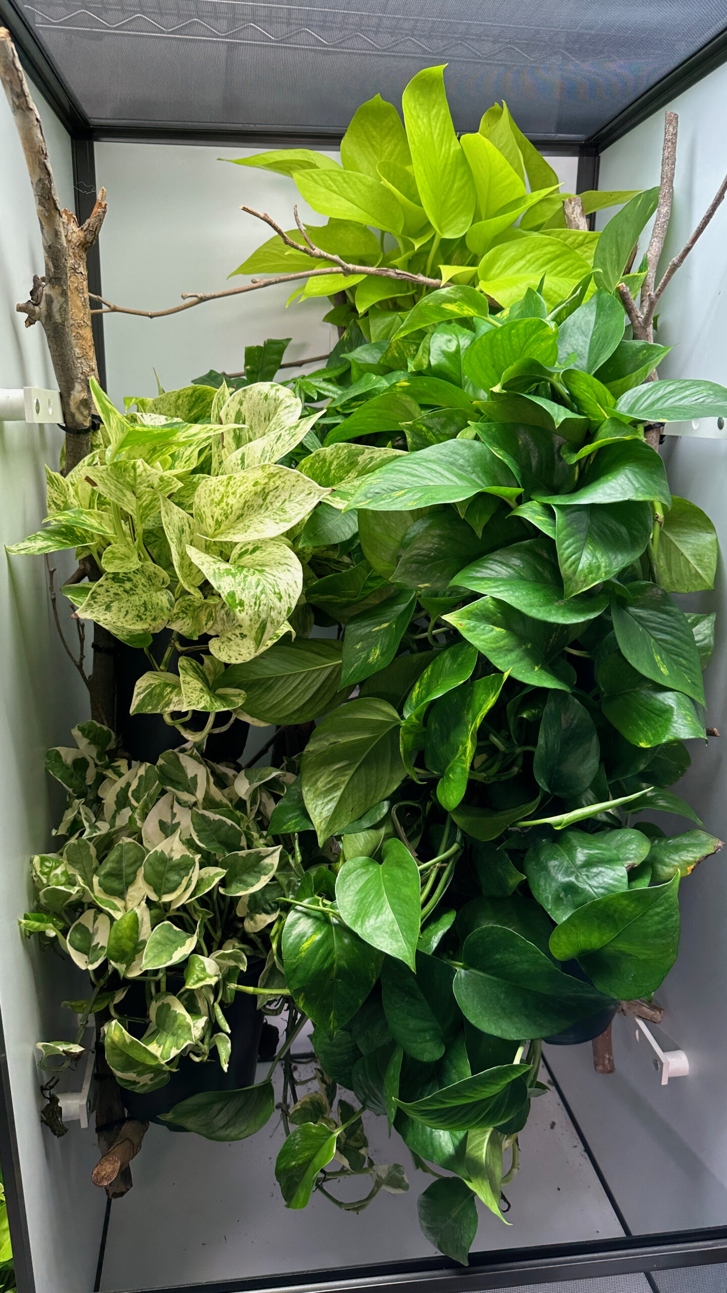 hybrid chameleon cage with varieties of pothos