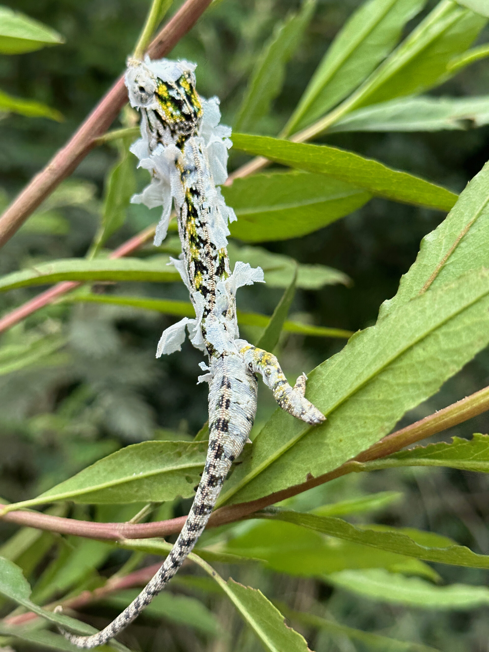 Wild carpet chameleon shedding in Madagascar at 90% humidity during rainy season