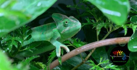 Veiled Chameleon in leaves
