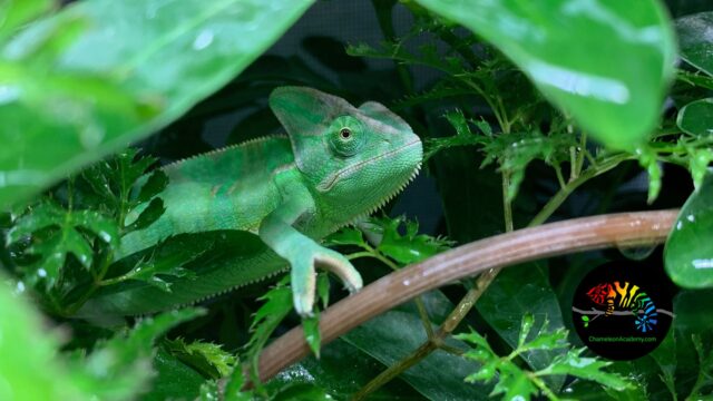 Veiled Chameleon in leaves